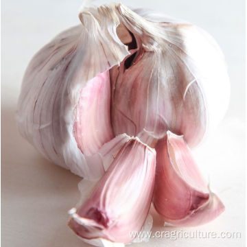 Wholesale Garlic Cultivars In Bulk